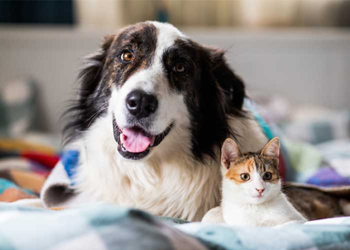 animal_welfare_700x500 SCF Animal Welfare